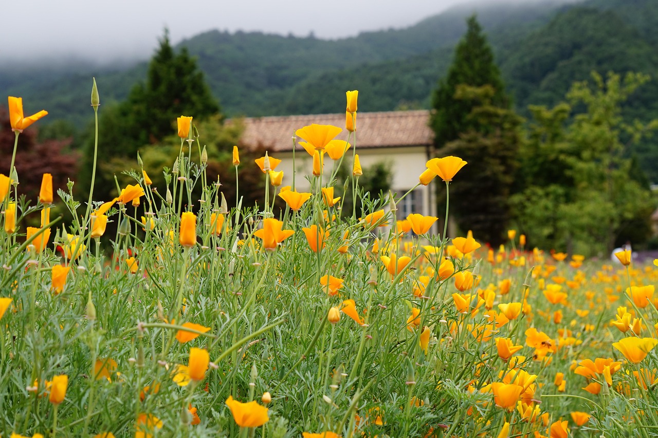 全球住宅ip实名账号:石林注册代理