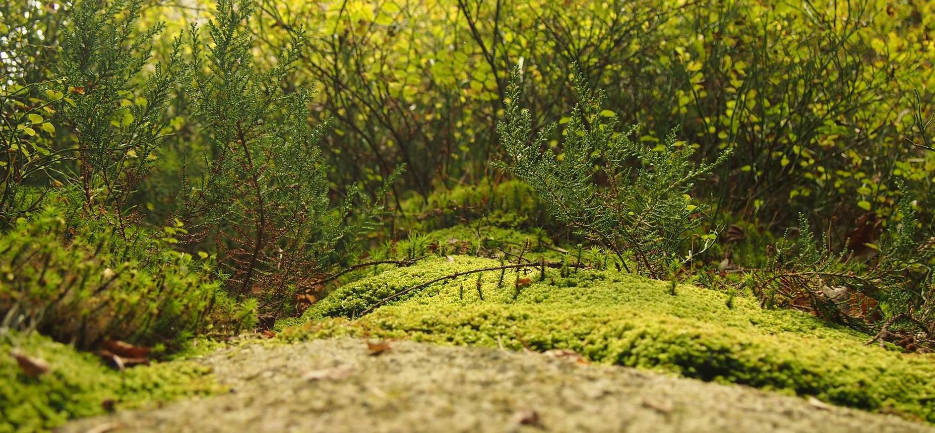 如何让您的文章排名优化